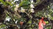 Estudio de profesora javeriana revela que fragmentación de los bosques afecta a población de orquídeas epífetas