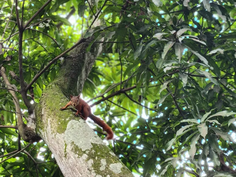 Ardilla voladora Javeriana Cali